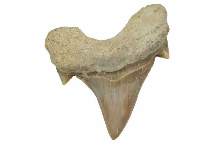 Fossil Shark Tooth (Otodus) - Morocco #353430